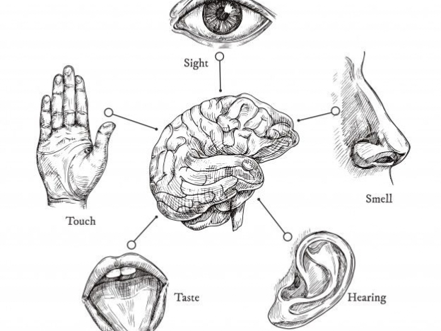 How to Use Our Senses to Our Growth: A Comprehensive Guide for Students