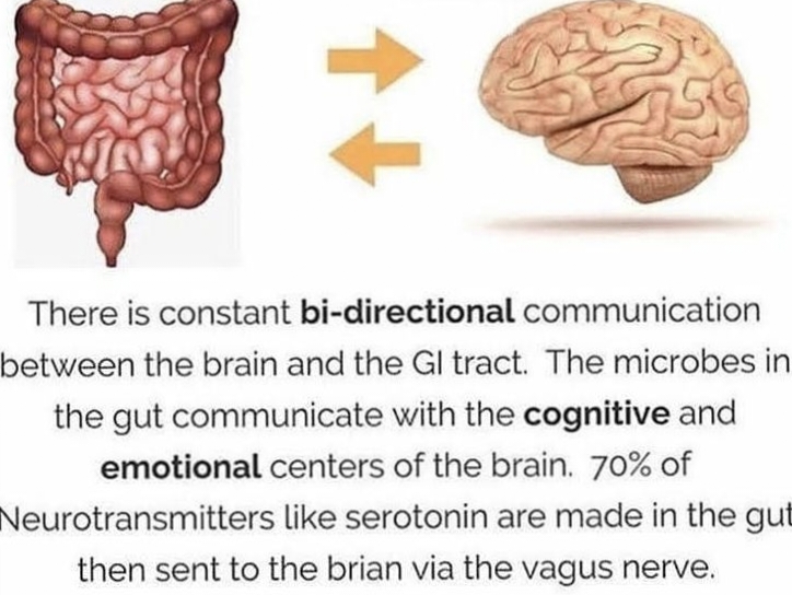 Connection Between Mind and Gut